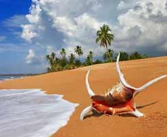 Honeymoon Tour To Sri Lanka